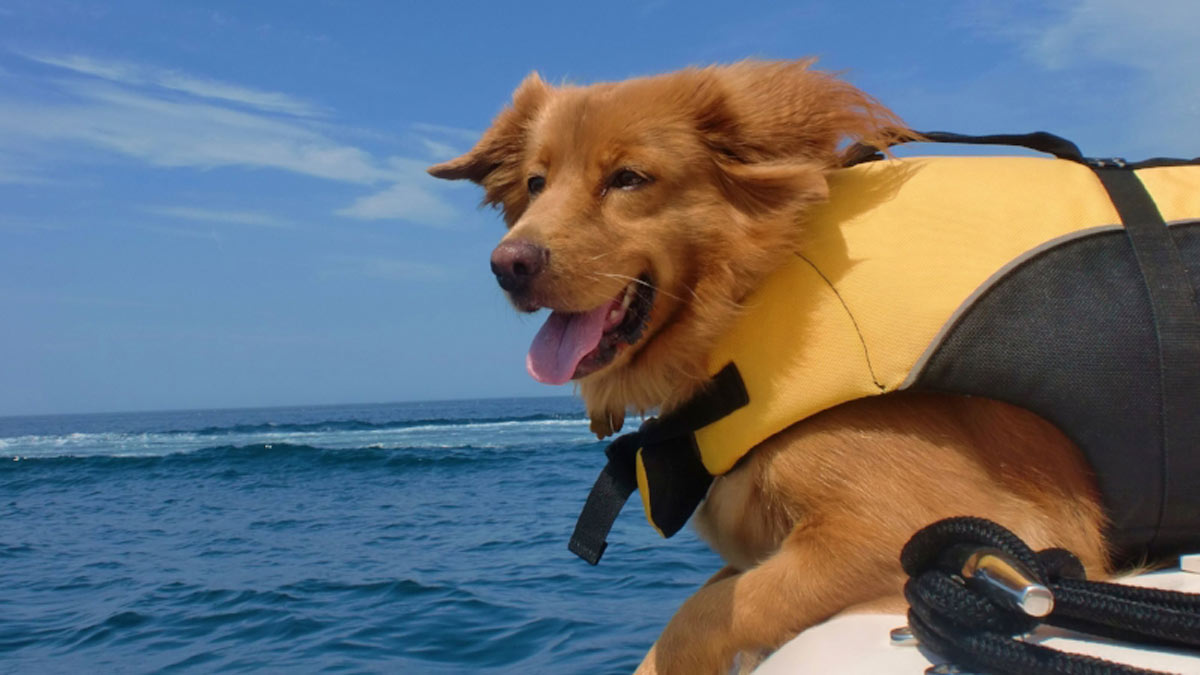 Smooth Sailing: Boating with Pets Made Easy - Lancer Craft Fiberglass Boats